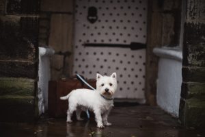 dog friendly hotel Yorkshire holdsworth house