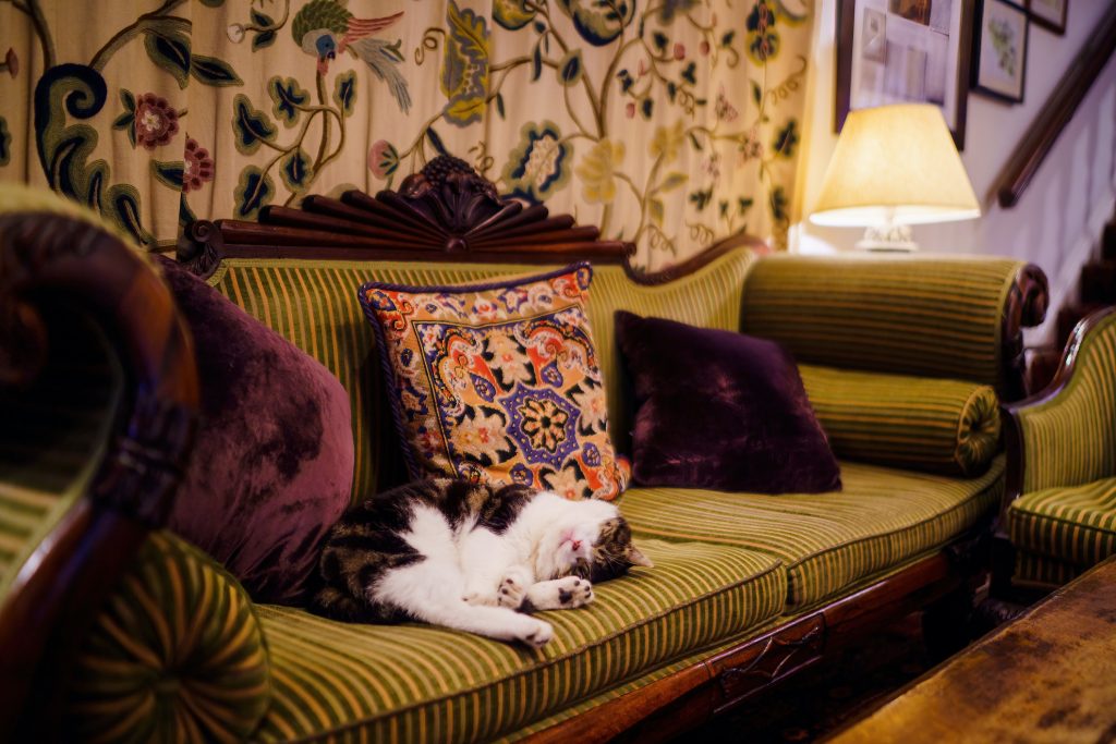 Eric the Holdsworth House cat lounging on the reception sofa