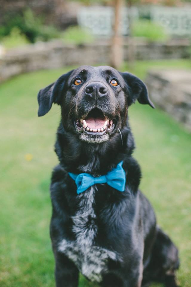 Happy black dog wearing a blue bowtie at Holdsworth House garden