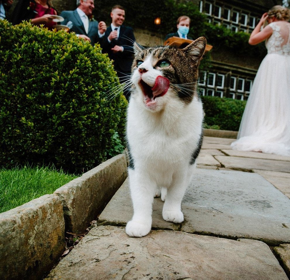 Eric the late Holdsworth House cat with a wedding party ourtside the Halifax hotel