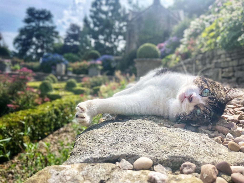 Eric the late Holdsworth House cat sunbathing in the hotel gardens