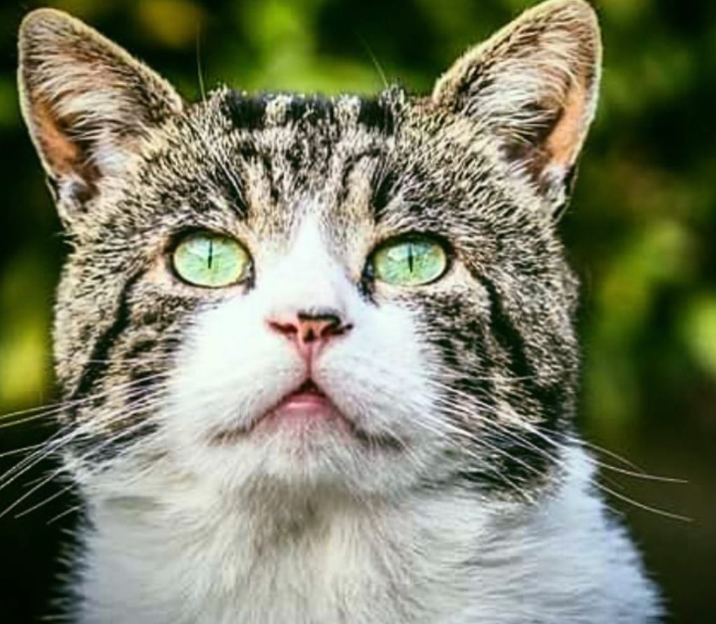 Eric the late Hodlsworth House cat with beautiful green eyes