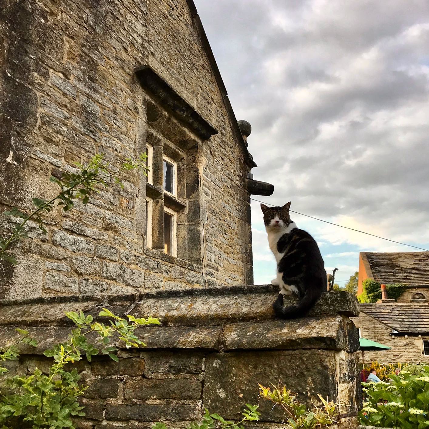Eric the late Holdsworth House cat sitting on the wall by the Stone Gazebo inthe hotel gardens