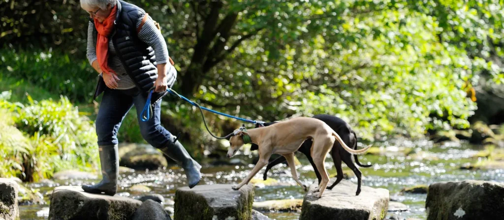Hardcastle Crags National Trust dogs walking over stepping stones
