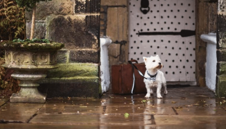 Small white dog with suitcase outside the historic entrance of Holdsworth House, a dog-friendly country hotel in Yorkshire