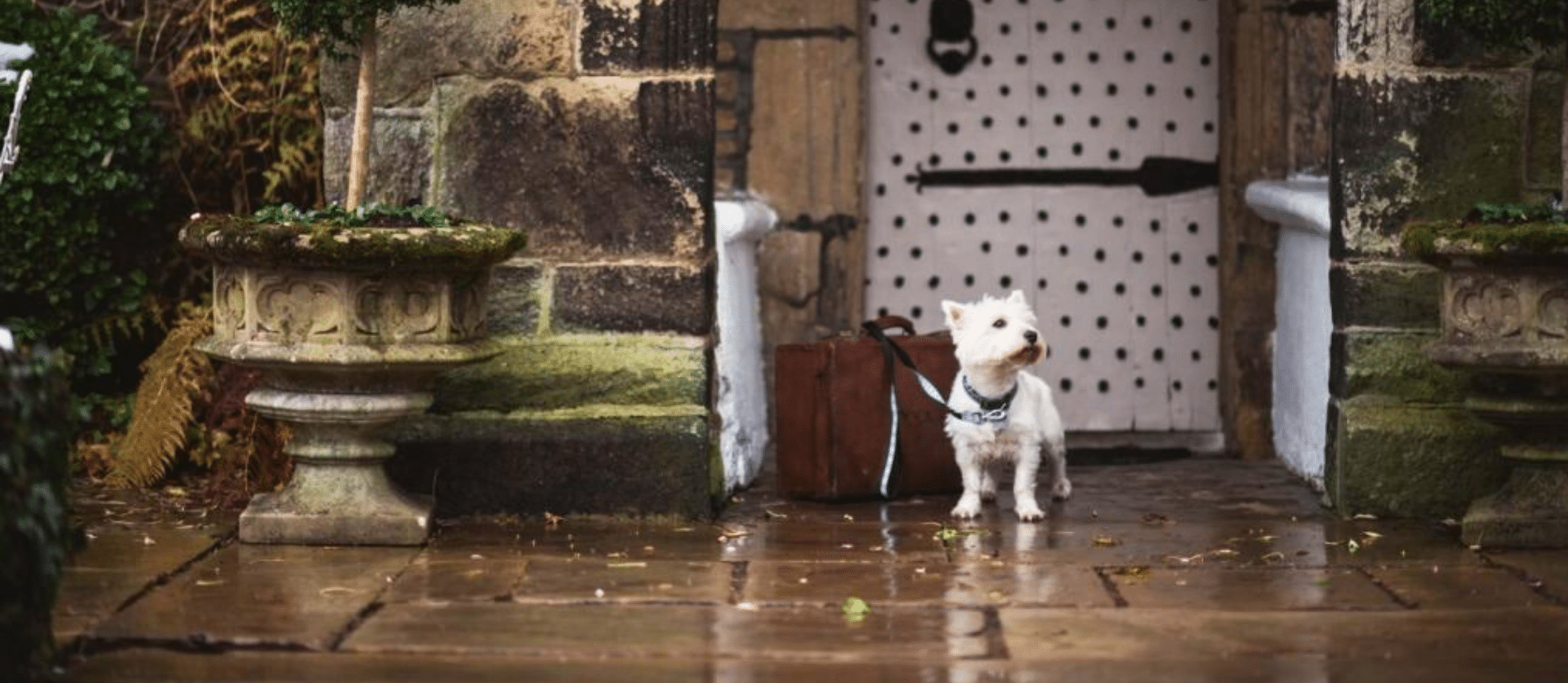 Small white dog with suitcase outside the historic entrance of Holdsworth House, a dog-friendly country hotel in Yorkshire