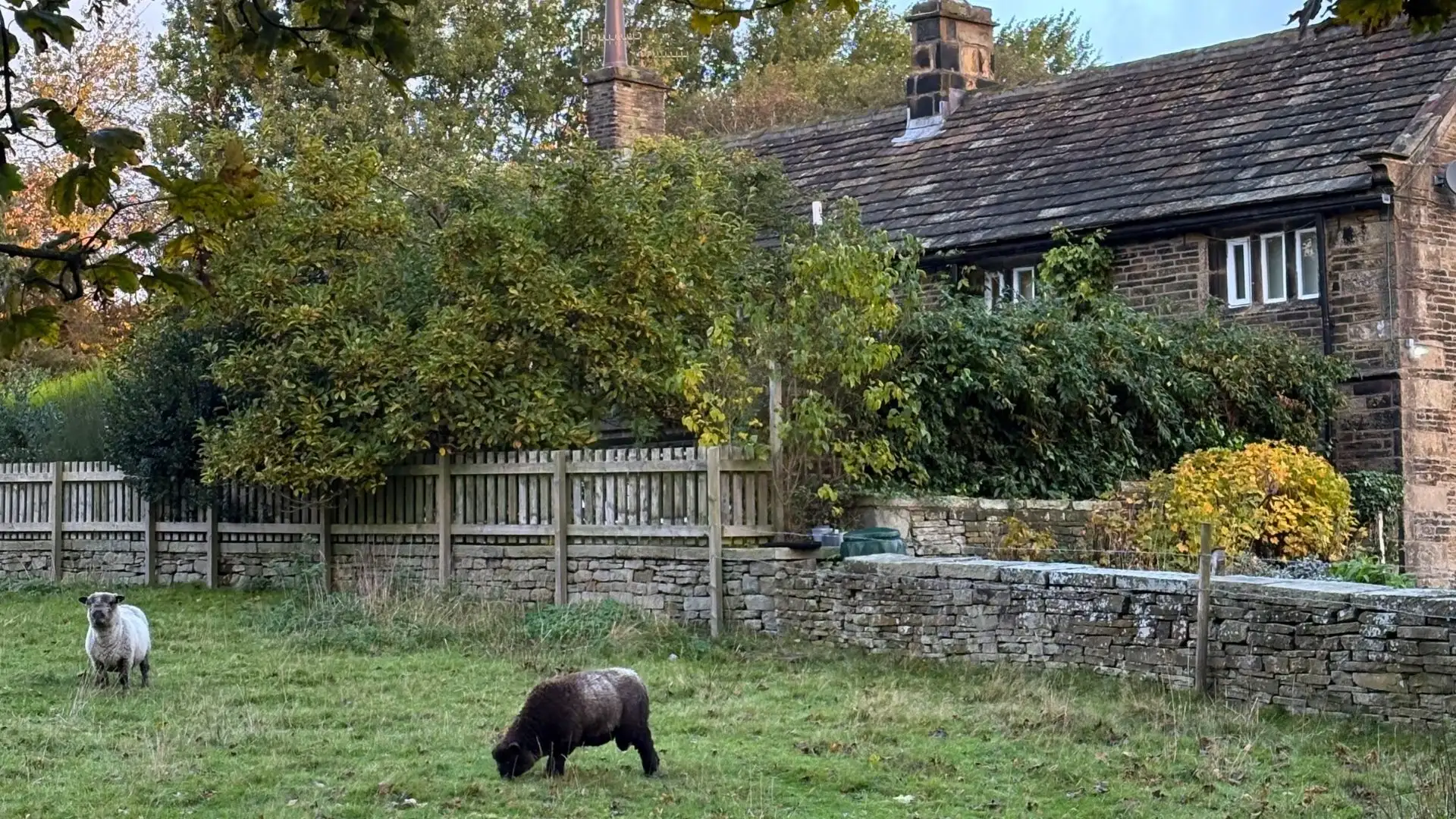 The Farmhouse Treatment Rooms across the paddock, sheep grazing, autumn